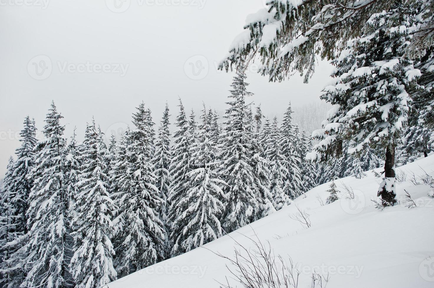 pins couverts de neige sur la montagne chomiak. beaux paysages d'hiver des carpates, ukraine. nature givrée. photo