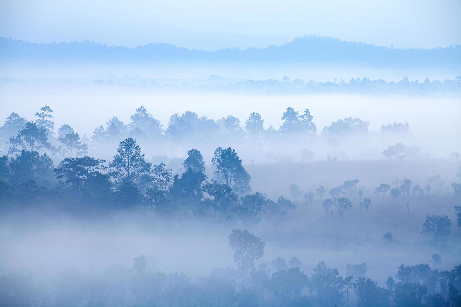brouillard dans la forêt du parc national de thung salang luang phetchabun, tung slang luang est une savane herbeuse en thaïlande. photo