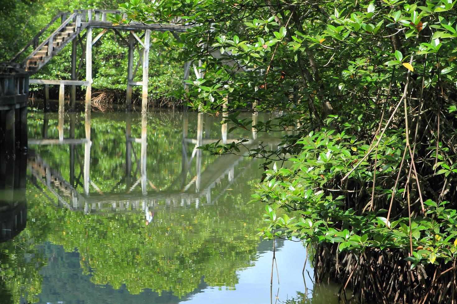 pont en béton aller à la forêt de mangrove photo