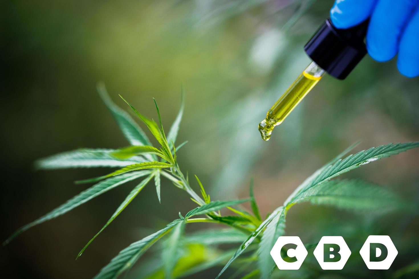 éléments cbd dans le cannabis, gouttelettes dosant une huile de cbd pharmaceutique à base de plantes de chanvre biologique et écologique à partir d'un pot. concept de médecine alternative à base de plantes. photo