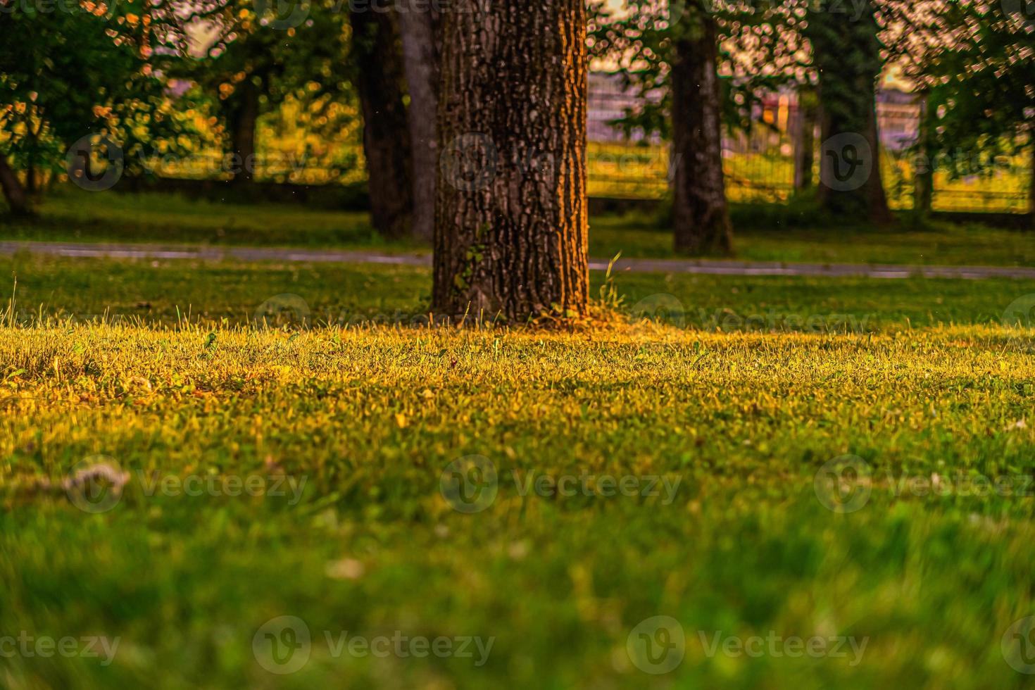 soleil ou coucher de soleil dans le parc heure d'or photo