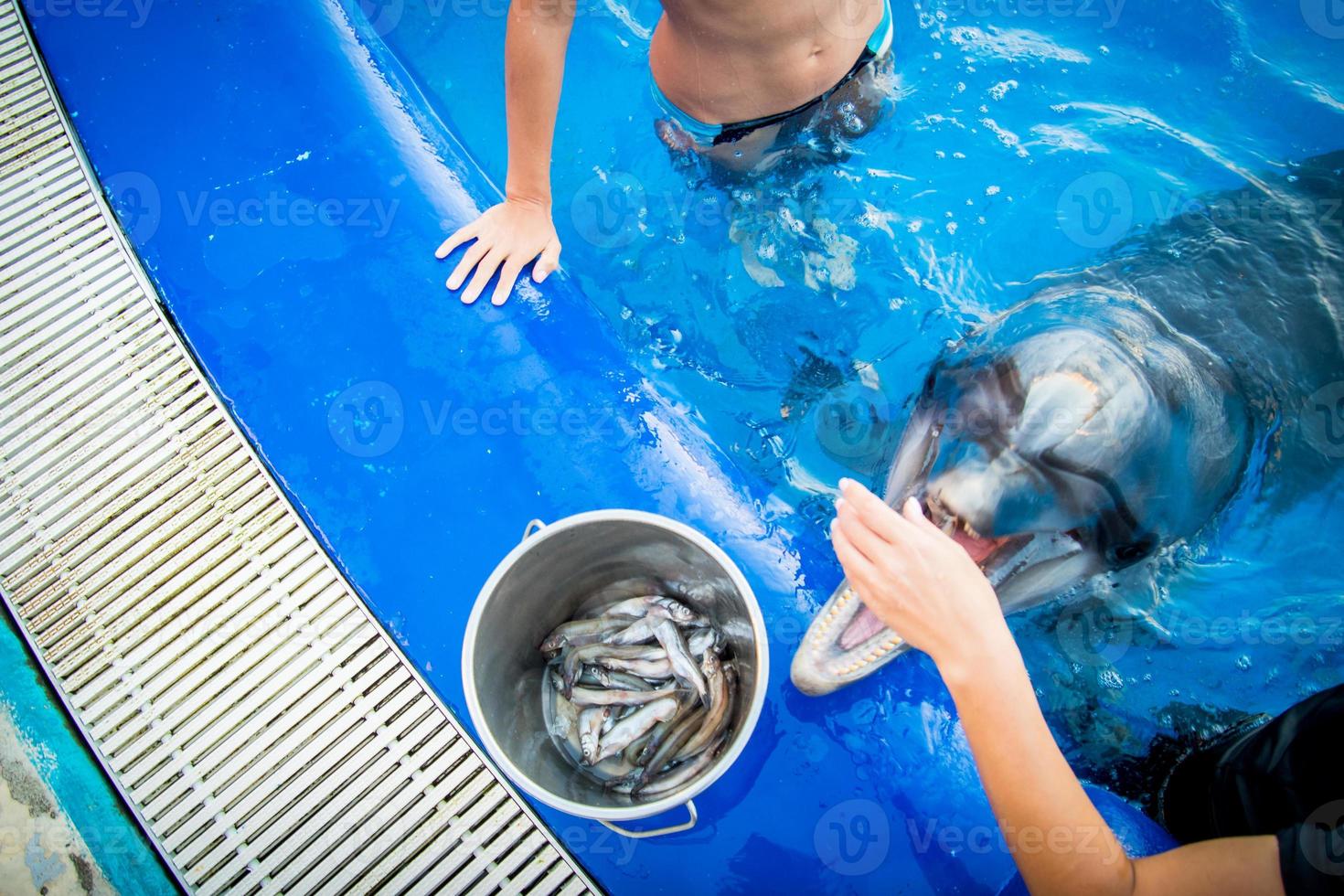 vue de dessus les mains nourrissent le dauphin avec le poisson du seau au bord de la piscine photo