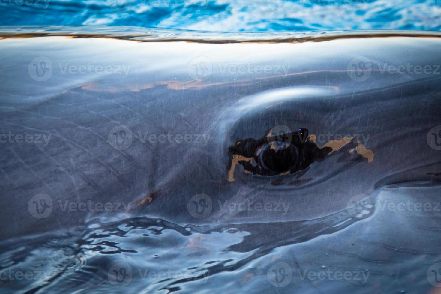 Close up zoom in dark dolphin un œil dans l'eau dans la piscine photo