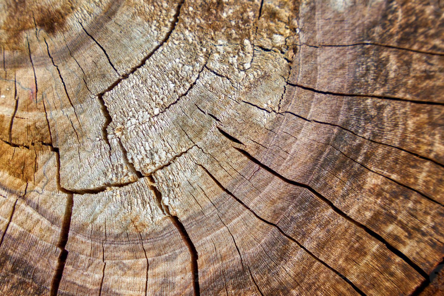 gros plan de la texture du bois scié. photo