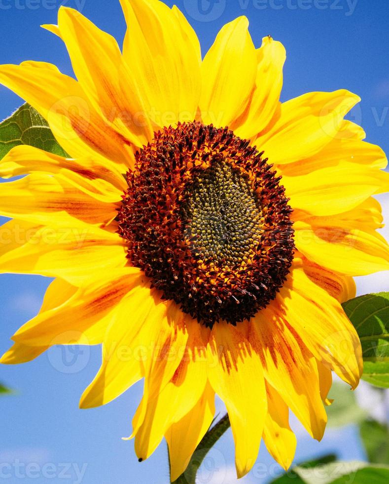 tournesol en juillet photo