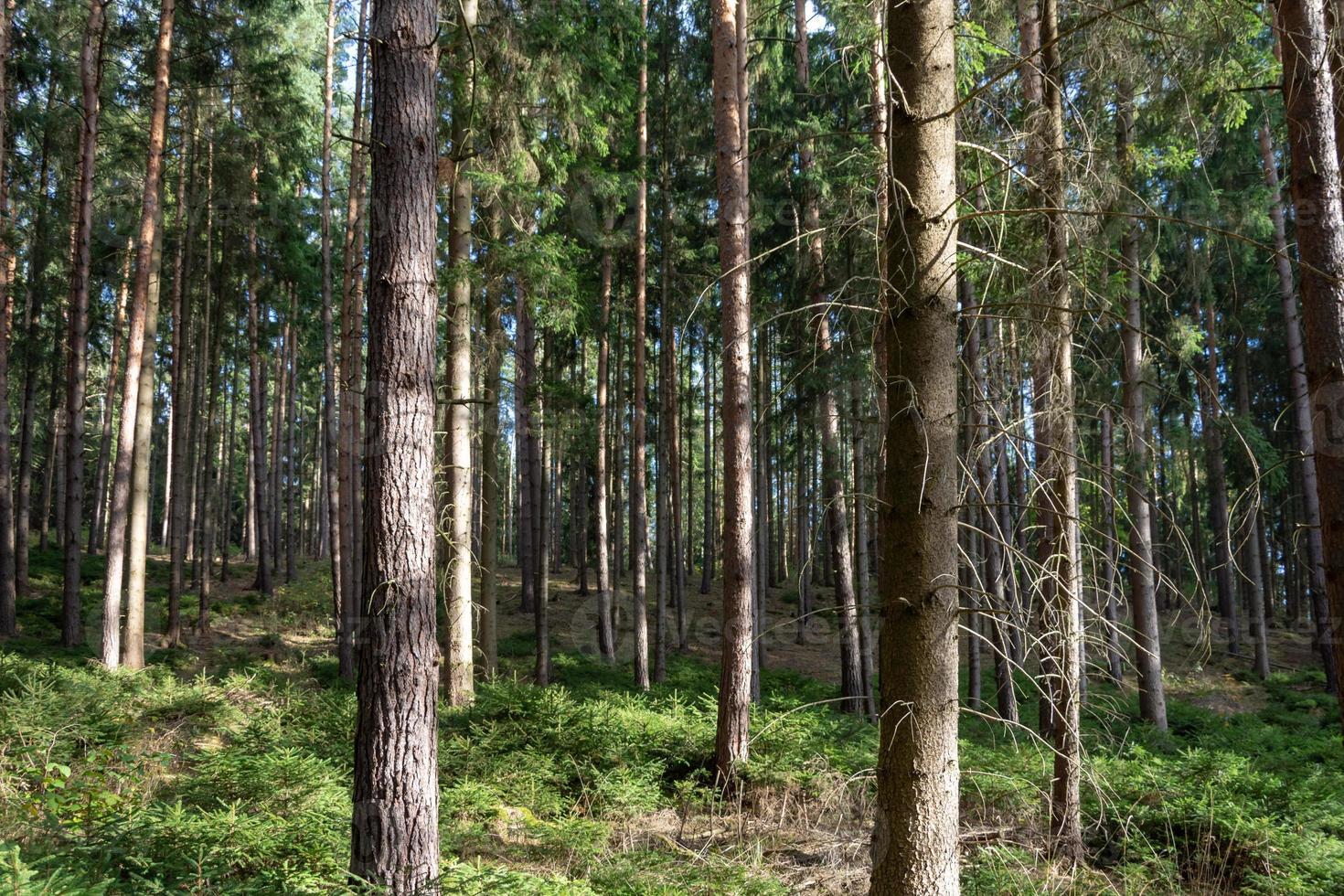 forêt de conifères en automne photo