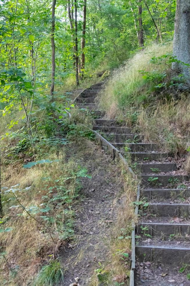 sentier de randonnée avec escalier en forêt photo