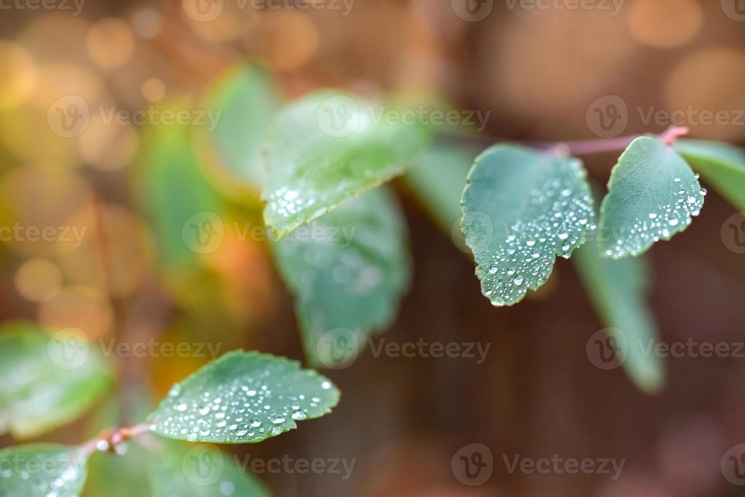 gouttes de pluie ou gouttes de rosée perlées sur une feuille verte photo