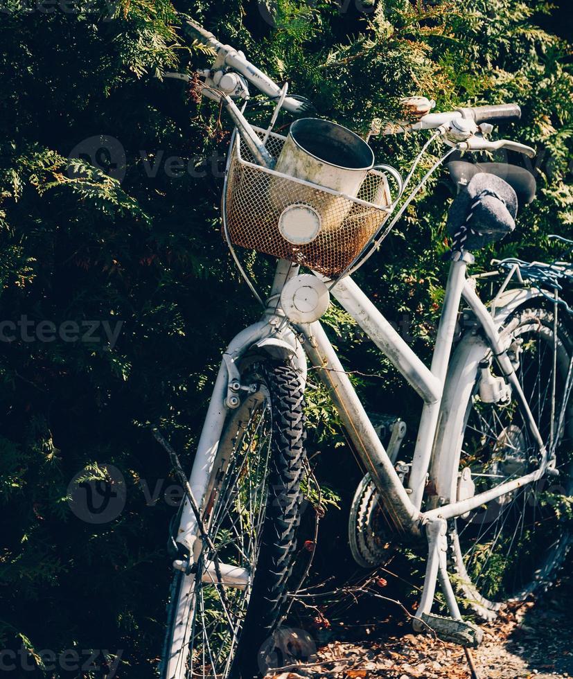 vieux vélo devant une haie photo