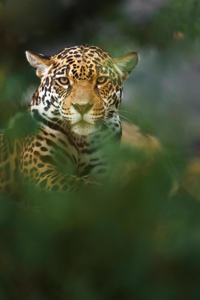 portrait de jaguar photo