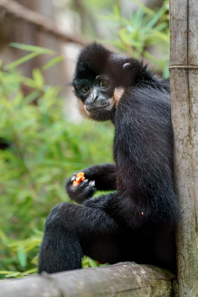 gibbon à joues jaunes photo