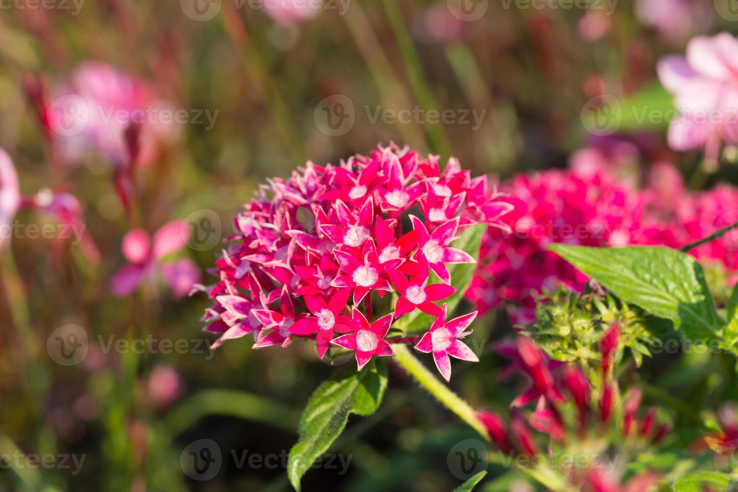 pentas lanceolata, communément appelé amas d'étoiles égyptien photo