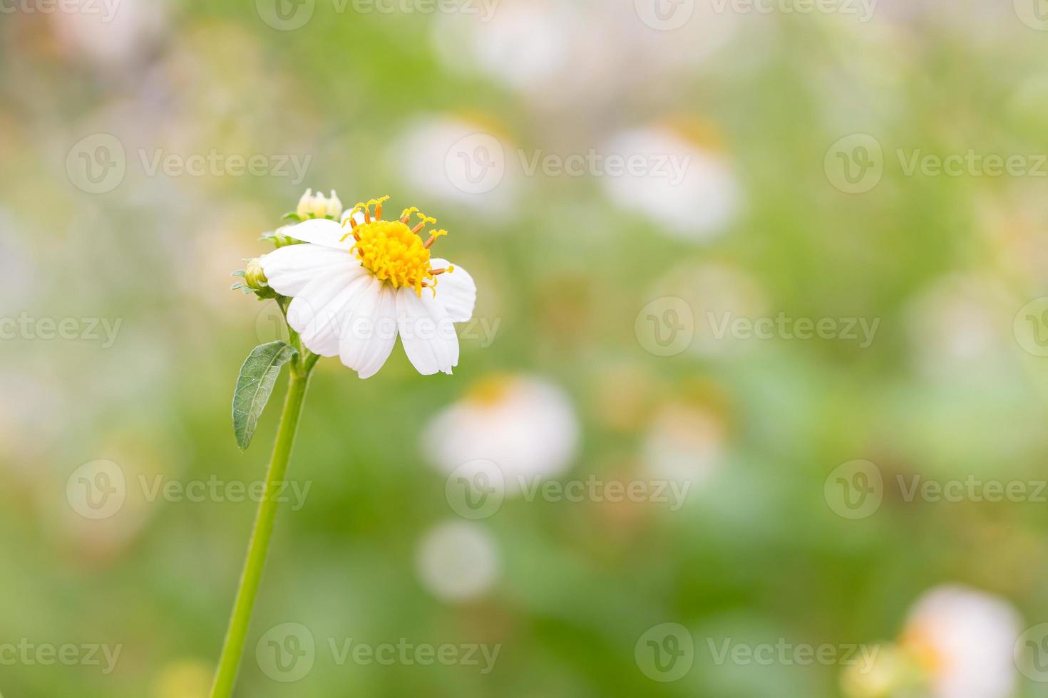 bidens pilosa var. radiata, fleurs sauvages photo