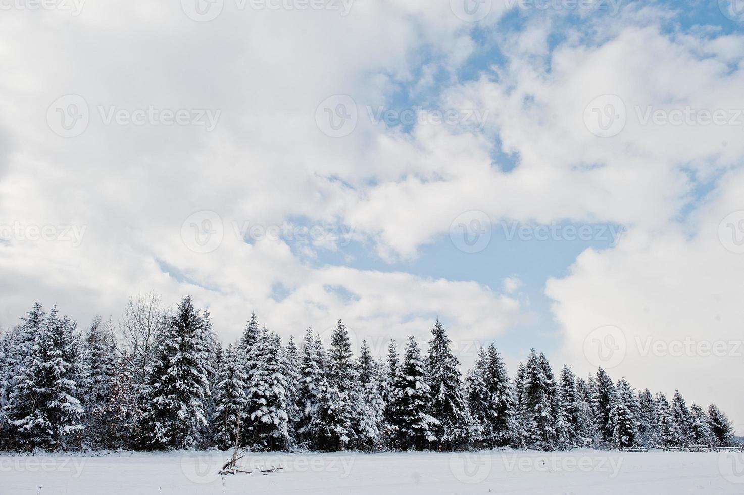 pins couverts de neige. beaux paysages d'hiver. nature givrée. photo