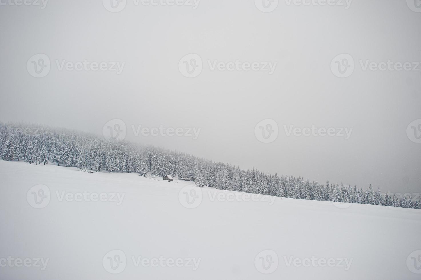 pins couverts de neige sur la montagne chomiak. beaux paysages d'hiver des carpates, ukraine. nature givrée. photo