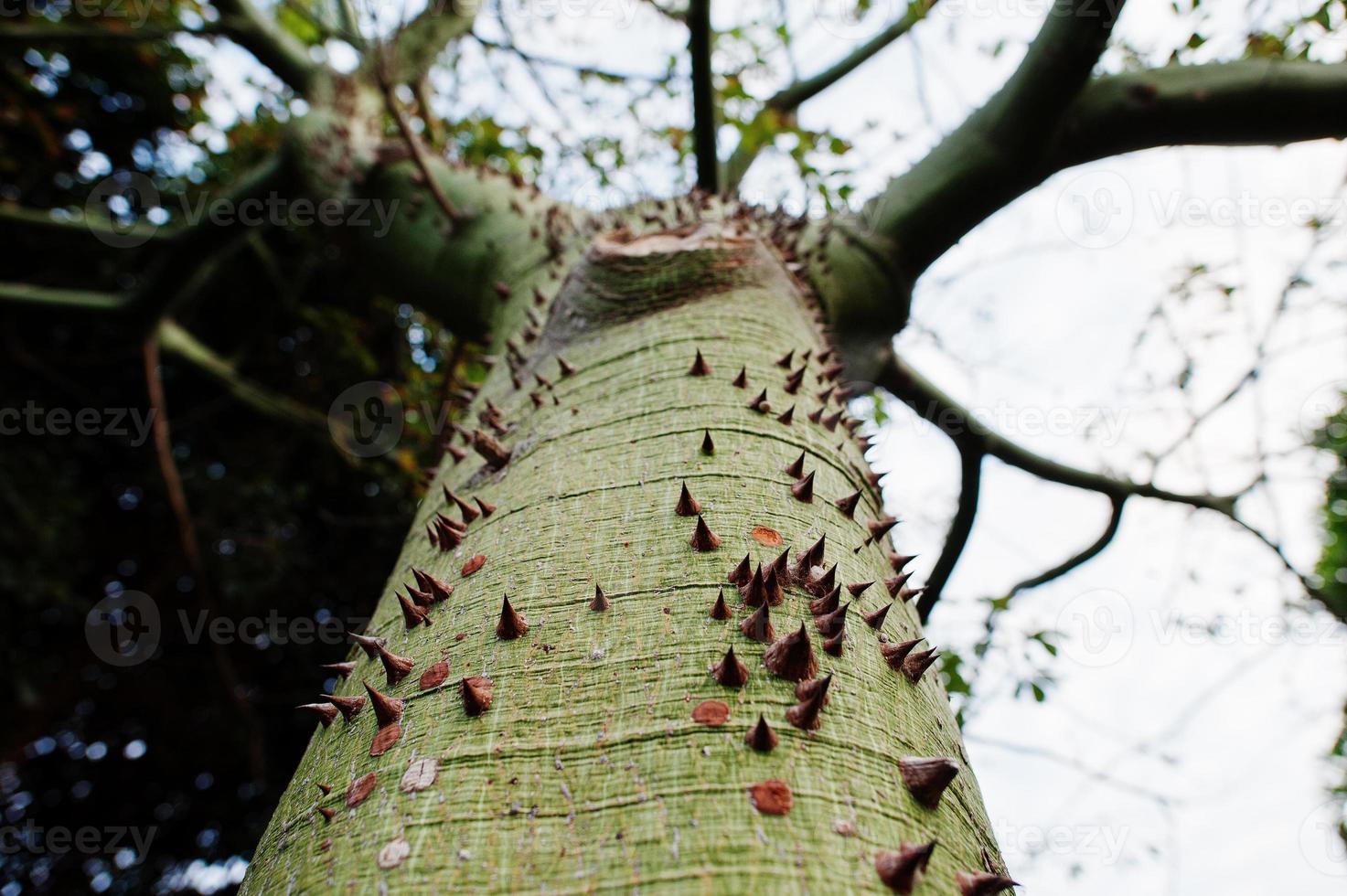 gros plan d'un arbre épineux avec un tronc épineux. photo