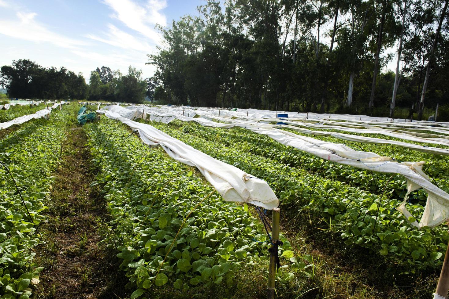 techniques de culture de plants de tabac dans l'agriculture spécifiquement pour les zones touchées par la sécheresse. agriculture moderne. nouvelles innovations dans l'agriculture. la plante est recouverte d'un tissu blanc photo