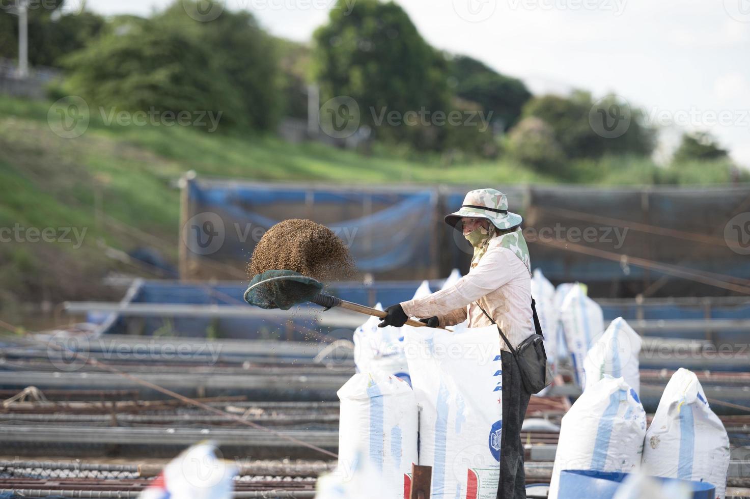 femme agricole nourrissant des poissons le long du fleuve mékong thaïlandais, tilapia photo