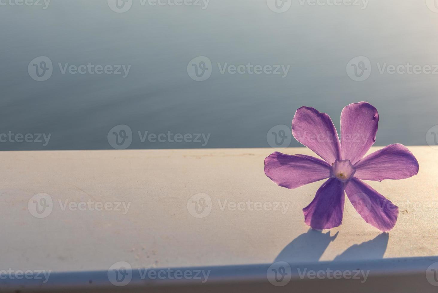 fleur violette sur une balustrade photo