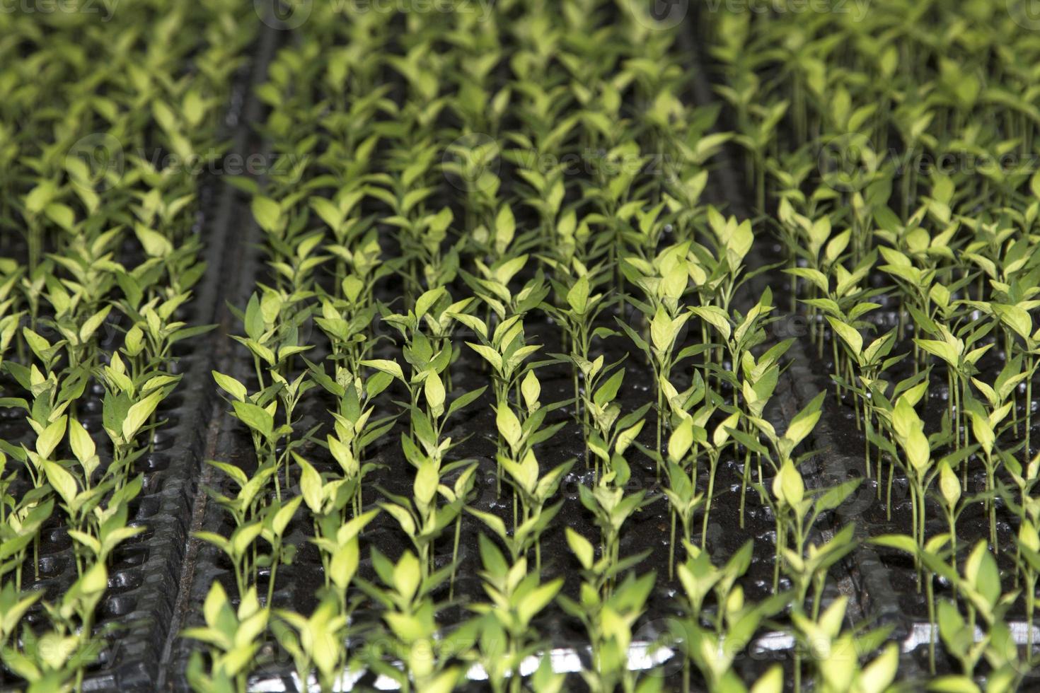 petits plants de diverses espèces que les agriculteurs cultivent pour les planter et les propager pour produire des produits et des aliments destinés à la consommation et à la vente sur le marché des légumes frais. photo