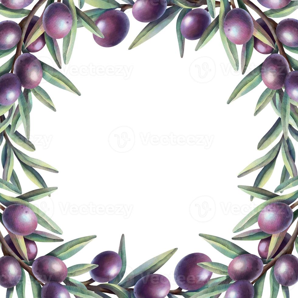 cadre aquarelle de branches d'olivier avec des fruits. bordure de cercle floral peinte à la main avec des fruits d'olive violets et des branches d'arbres isolées sur fond blanc. photo