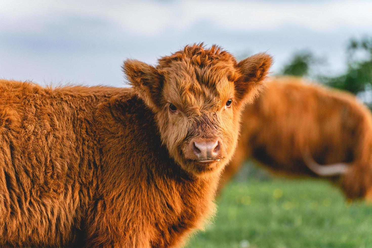 vaches montagnardes dans les dunes de wassenaar aux pays-bas. photo