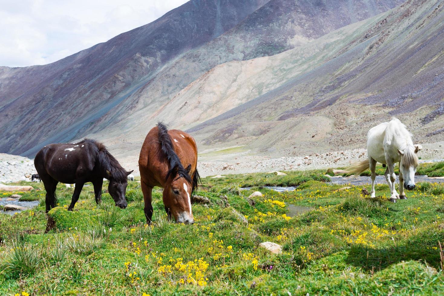 cheval dans un pré vert. photo