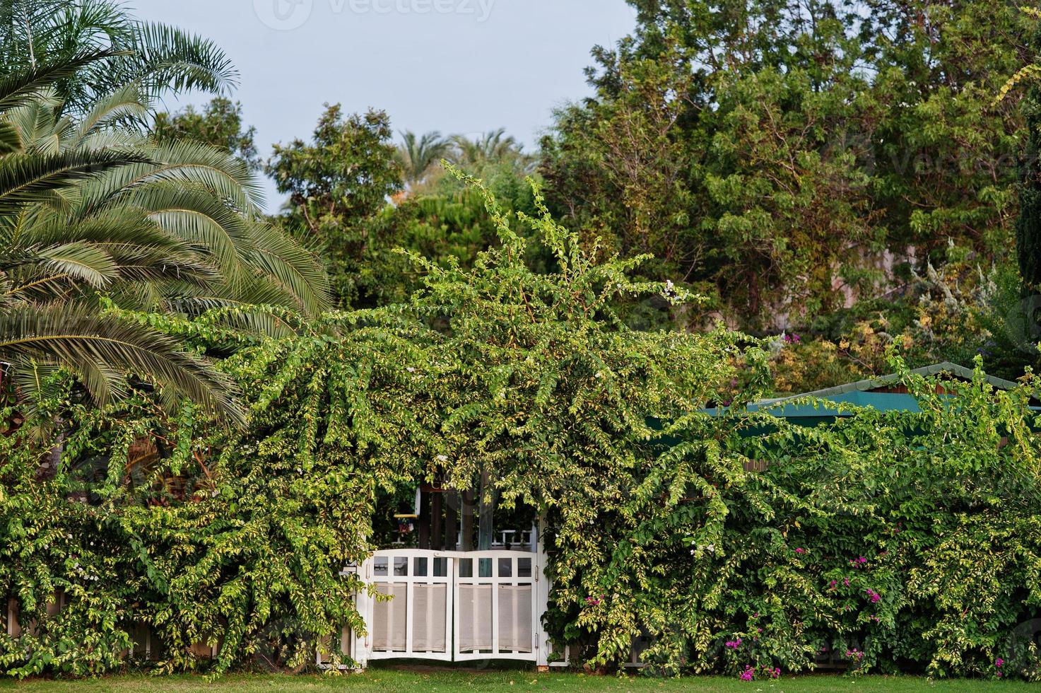 portes en bois blanc avec des arbres au complexe du parc tropical en turquie. photo