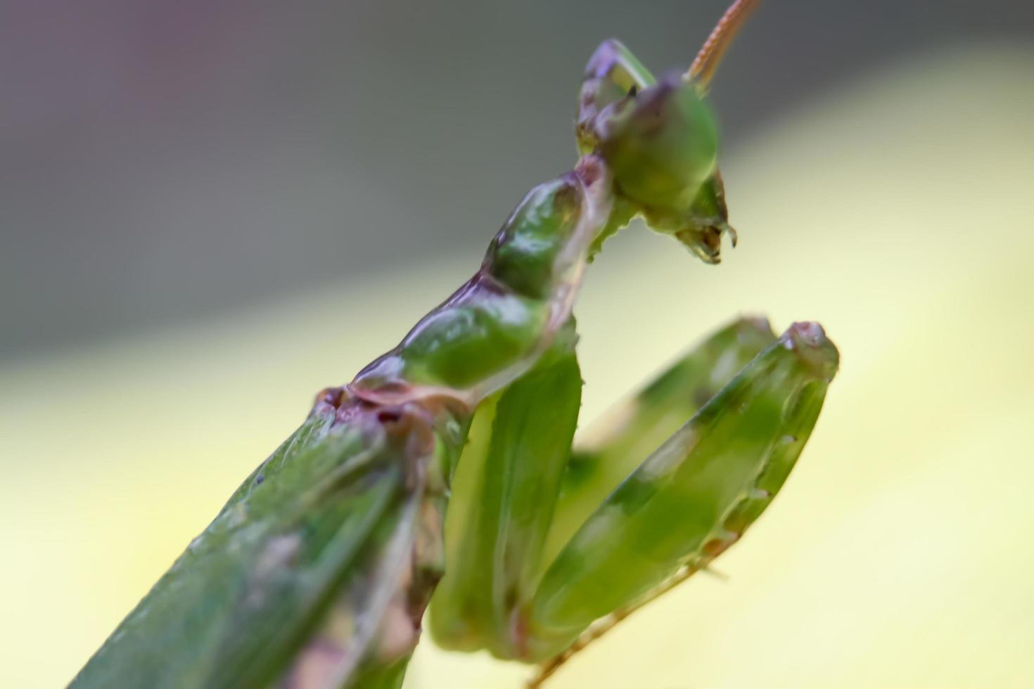 photo d'une mante religieuse, un insecte en prière, avec une texture d'arrière-plan floue