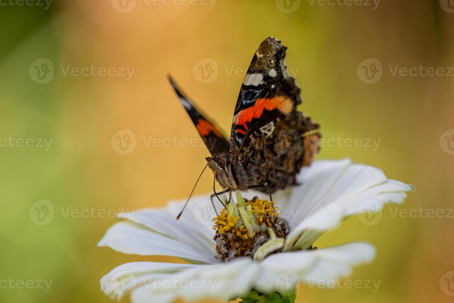 papillon amiral rouge assis sur une macro photographie de fleurs blanches. le papillon vanessa atalanta recueille le pollen de la photographie de gros plan du jardin de zinnia. photo