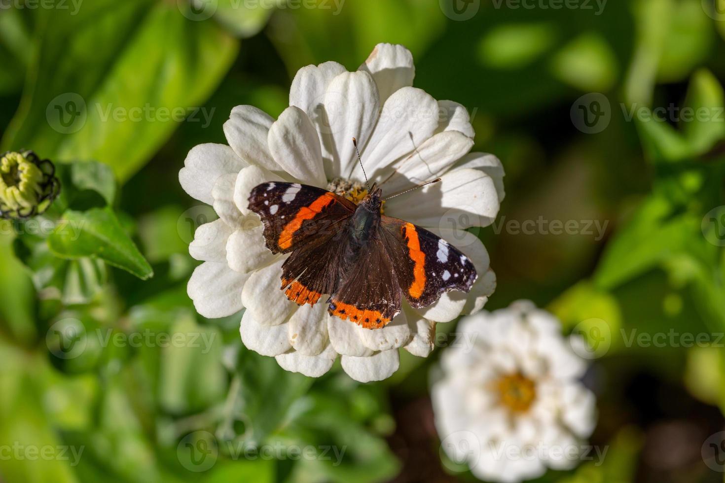 papillon amiral rouge assis sur une macro photographie de fleurs blanches. le papillon vanessa atalanta recueille le pollen de la photographie de gros plan du jardin de zinnia. photo