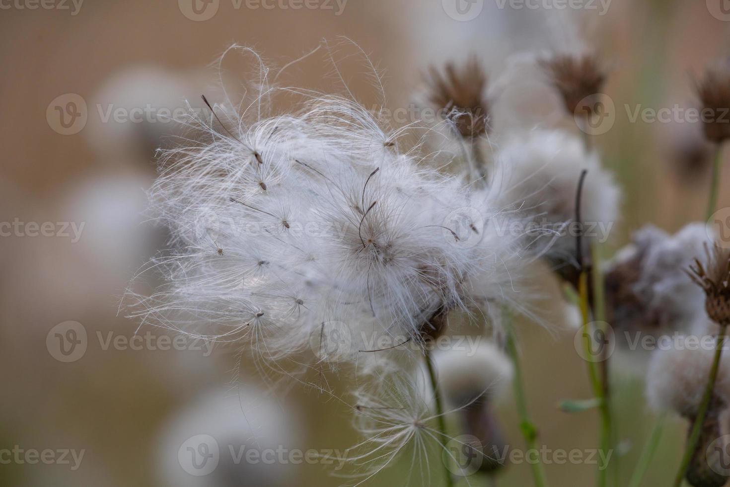 un groupe de pissenlits communs dans un champ par une chaude journée d'automne. taraxacum officinale macro photographie sur fond marron. photo