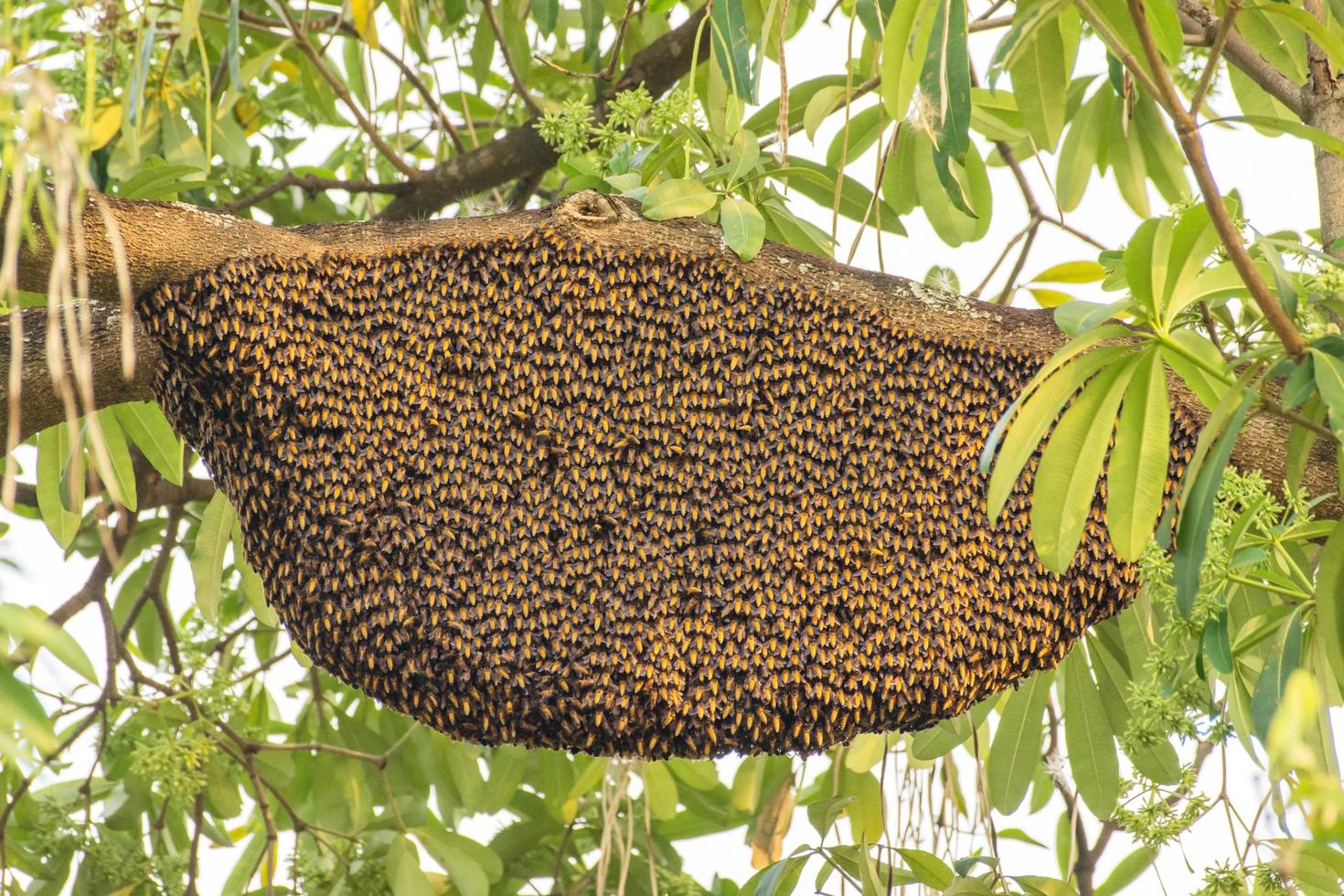 grande ruche d'abeilles sur une branche d'arbre dans la nature photo