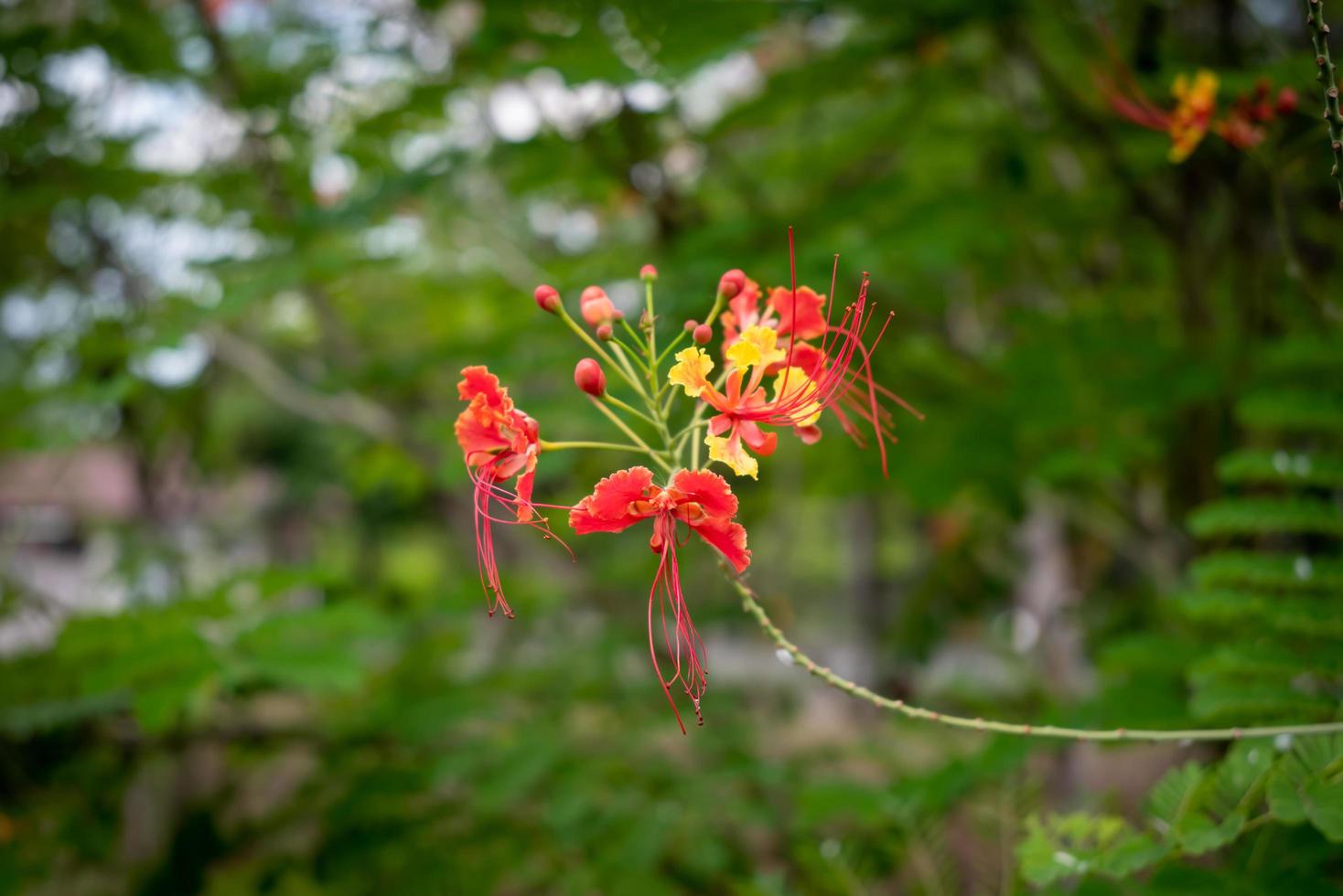 caesalpinia connue sous le nom de fleur de paon. photo