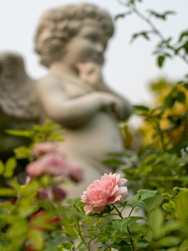 rose rose dans le jardin, arrière-plan flou de la statue de Cupidon. photo