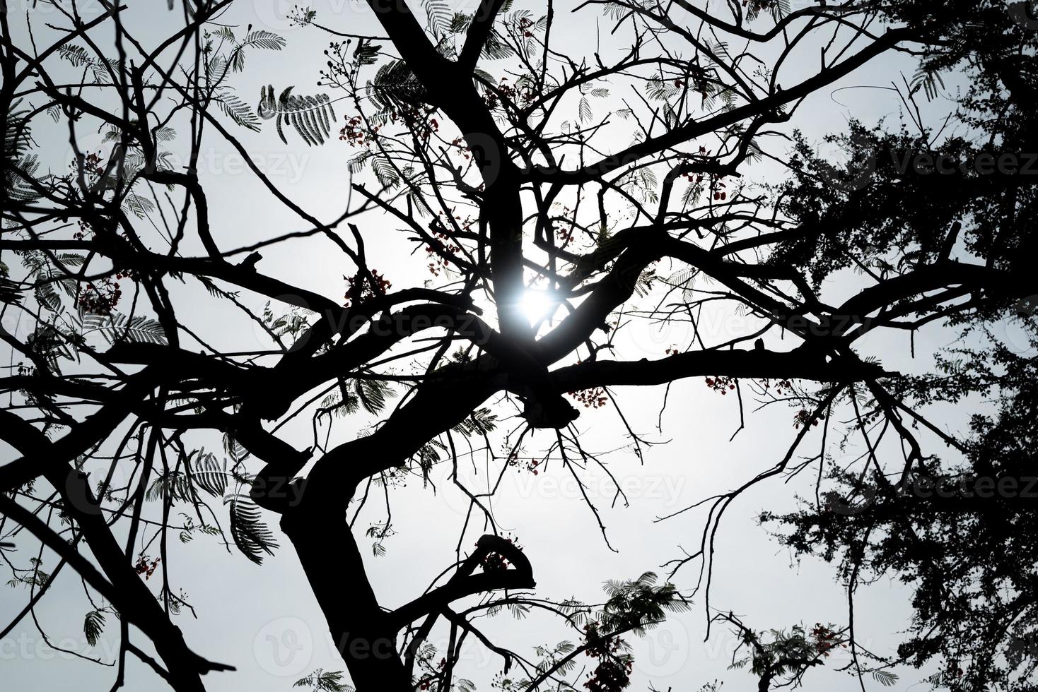 vue en angle bas de l'arbre nu ou de la lumière sans feuilles et du soleil à travers l'arbre. photo