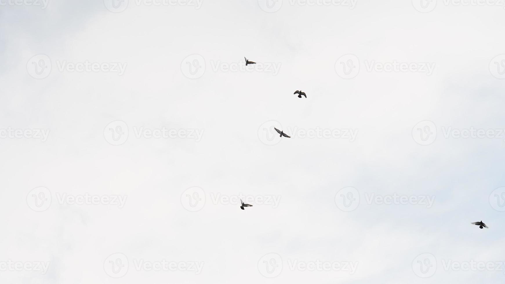 image hd d'oiseaux volant dans le ciel blanc. photo