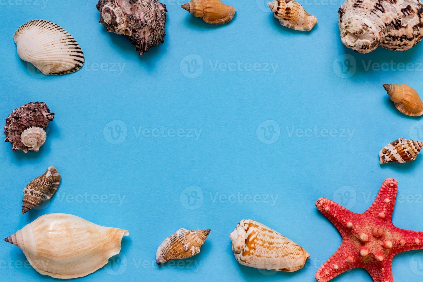 coquillages et étoiles de mer sur fond bleu clair avec espace de copie. vacances d'été et concept de vacances photo