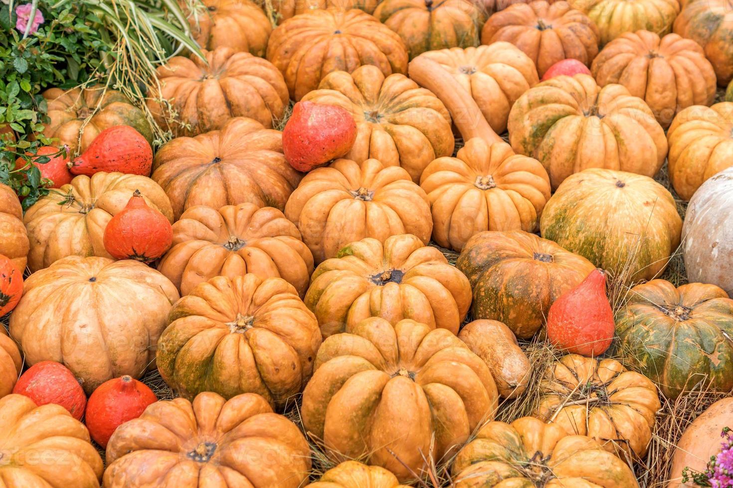 décoration d'automne halloween de citrouilles. notion de marché rural. fond de citrouille photo