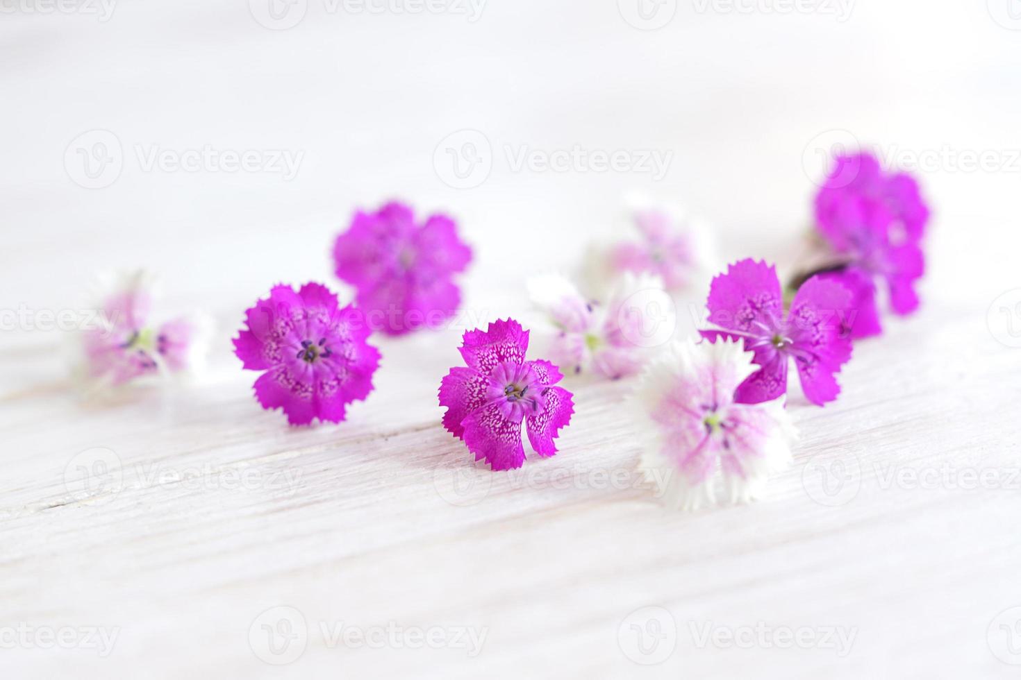 fleurs de chamaenerion sur fond de bois blanc photo