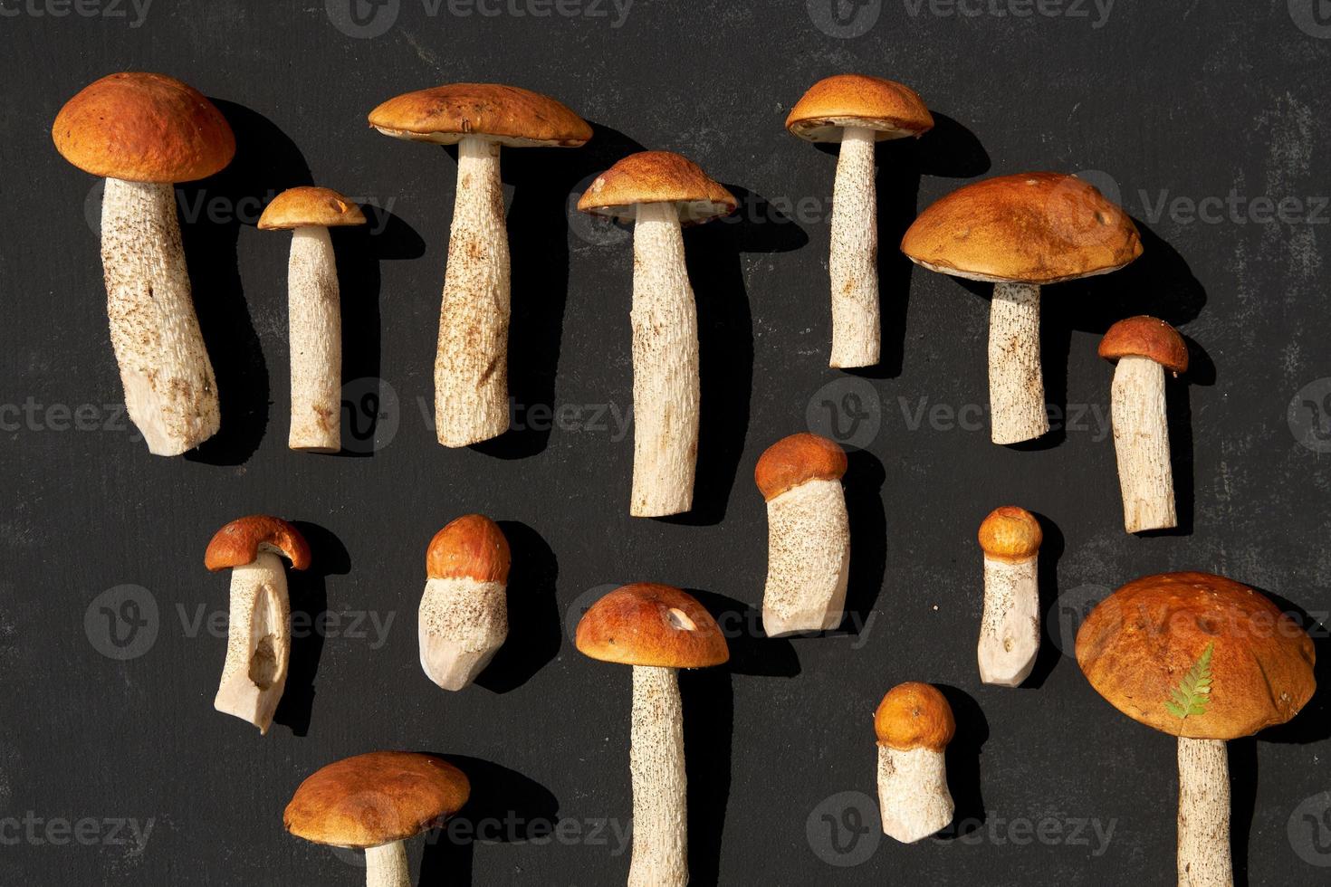 cèpes à capuchon orange d'affilée sur fond sombre. nature, environnement et concept de champignons comestibles avec espace de copie. vue de dessus, mise à plat photo