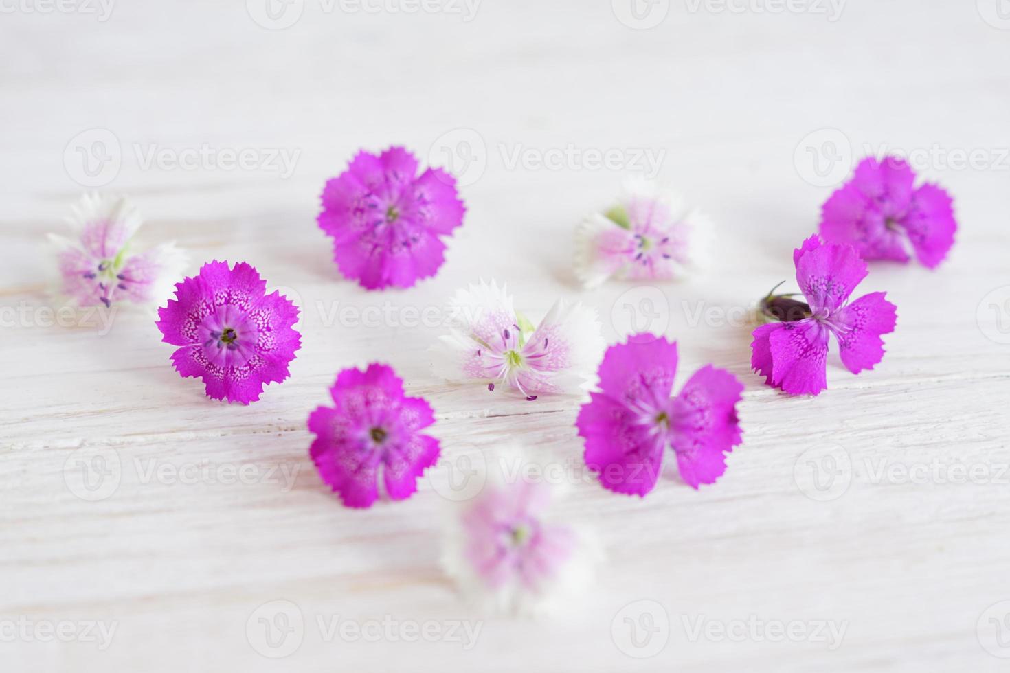 fleurs de chamaenerion sur fond de bois blanc photo