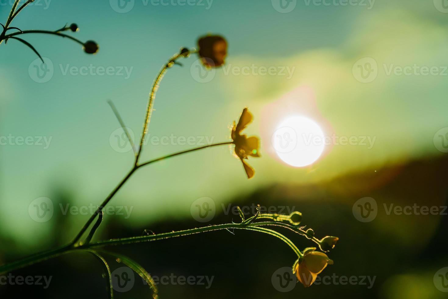 belles fleurs sauvages jaunes fleurs de renoncule à la lumière du coucher du soleil. fond naturel. photo