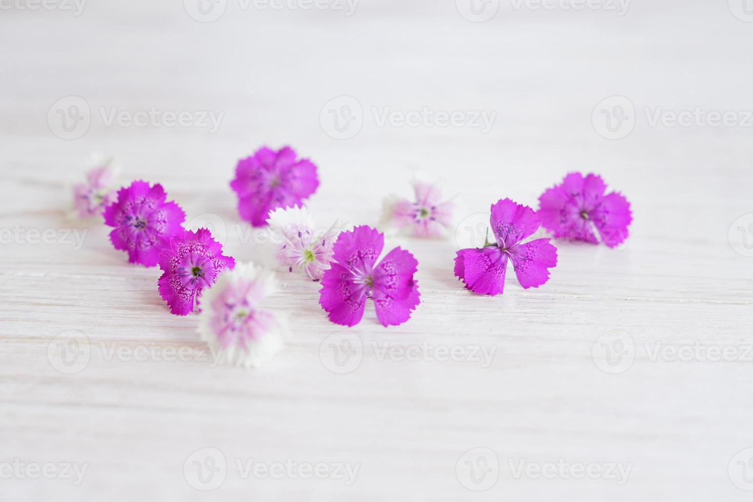 fleurs de chamaenerion sur fond de bois blanc photo