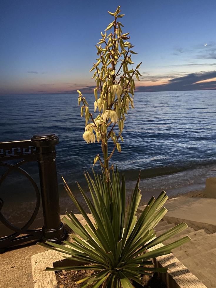 fleurs de yucca blanches sur fond de mer en soirée photo