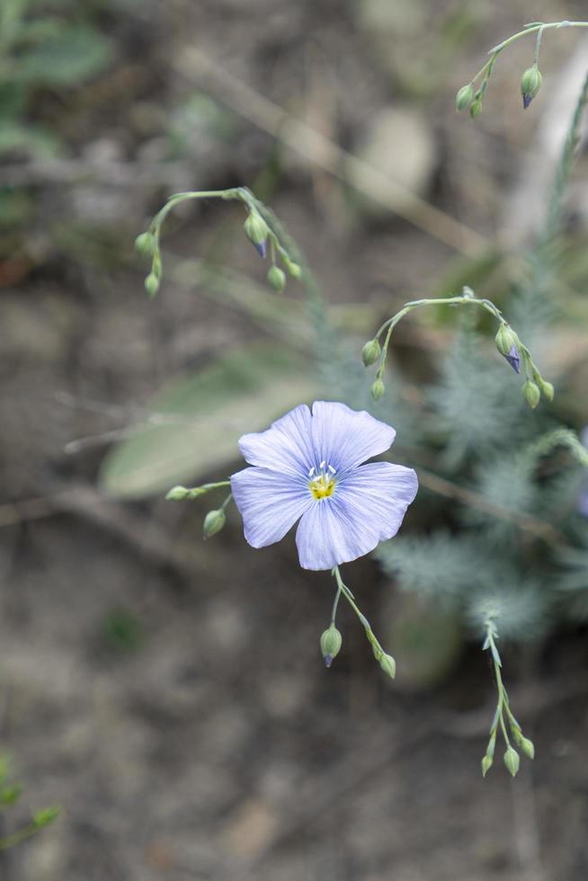 fond naturel avec une fleur bleue sur une surface floue photo