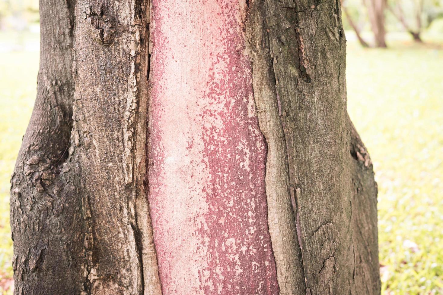 le tronc de l'arbre dont l'écorce est décollée du bois est rouge clair.le tronc de l'arbre dont l'écorce est décollée est rouge clair photo