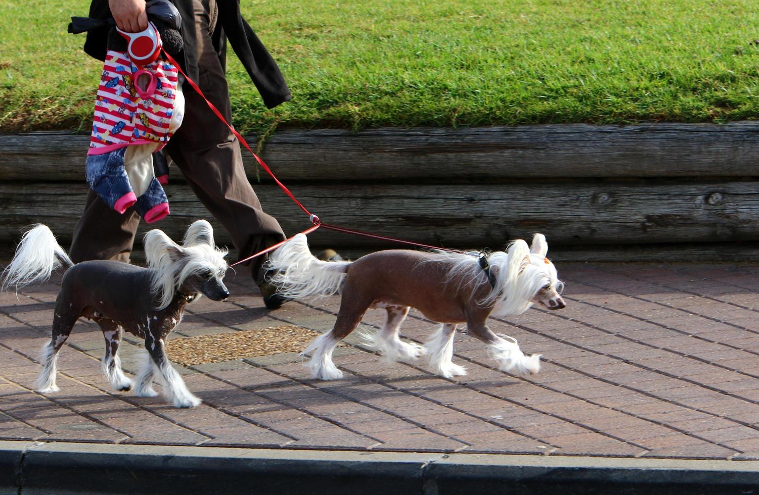 nahariya israël 14 octobre 2019. chien en promenade dans un gars de la ville au bord de la mer. photo