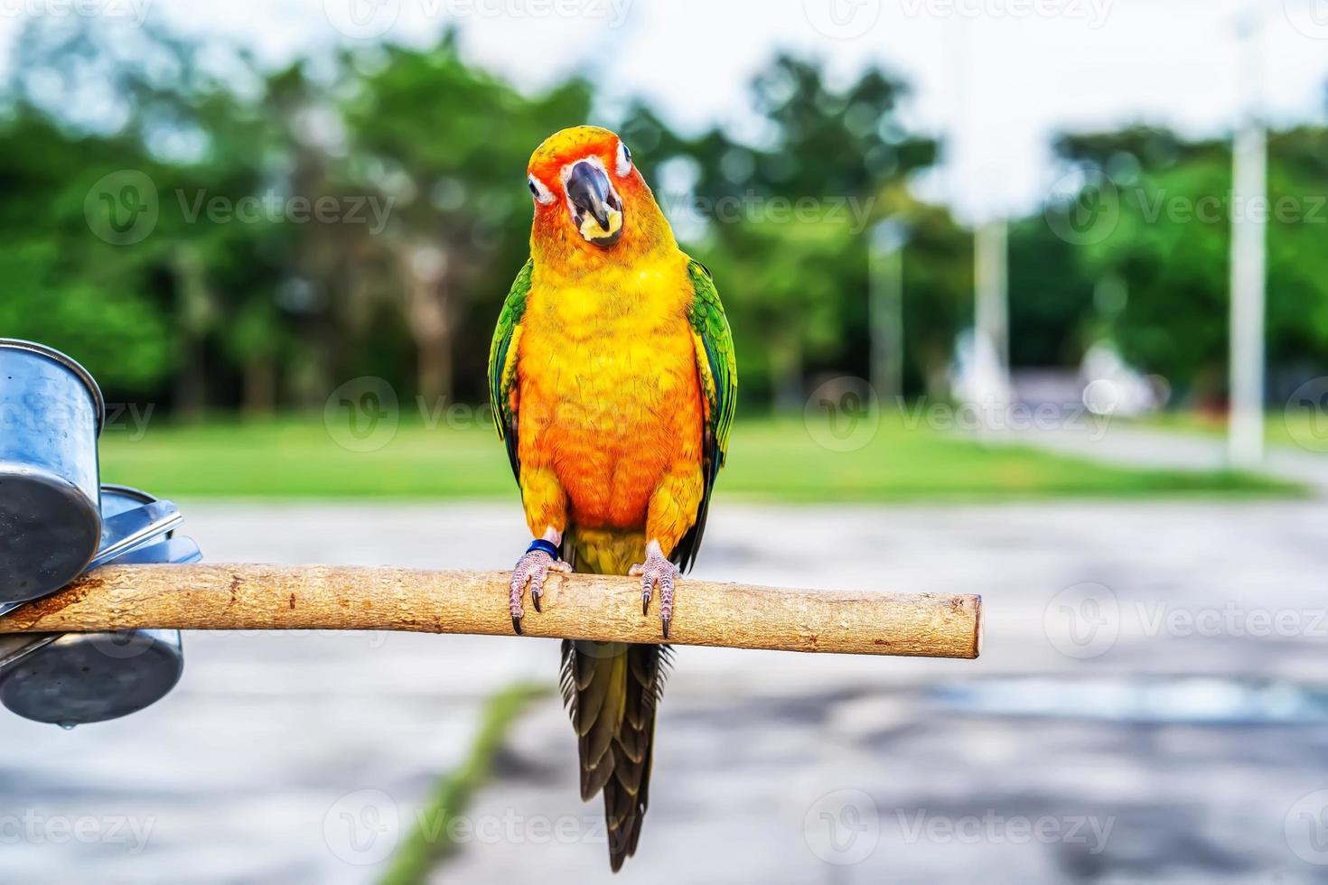 conures perchées sur une branche photo