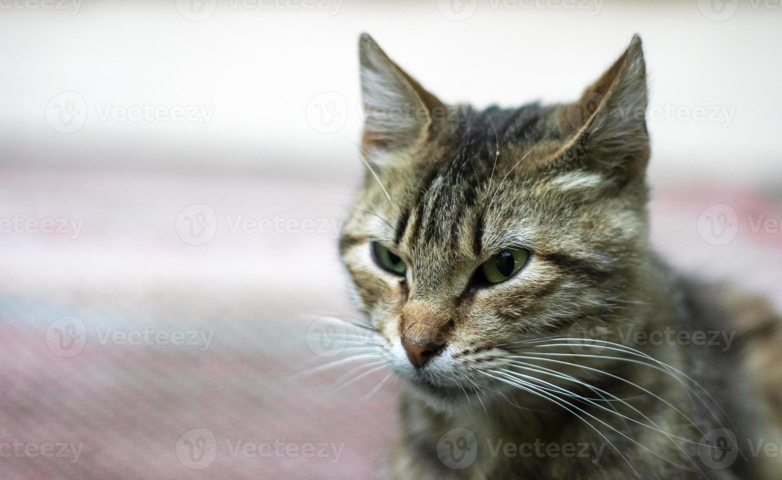 gros plan d'un chat aux yeux verts se trouve dans l'herbe. un chat